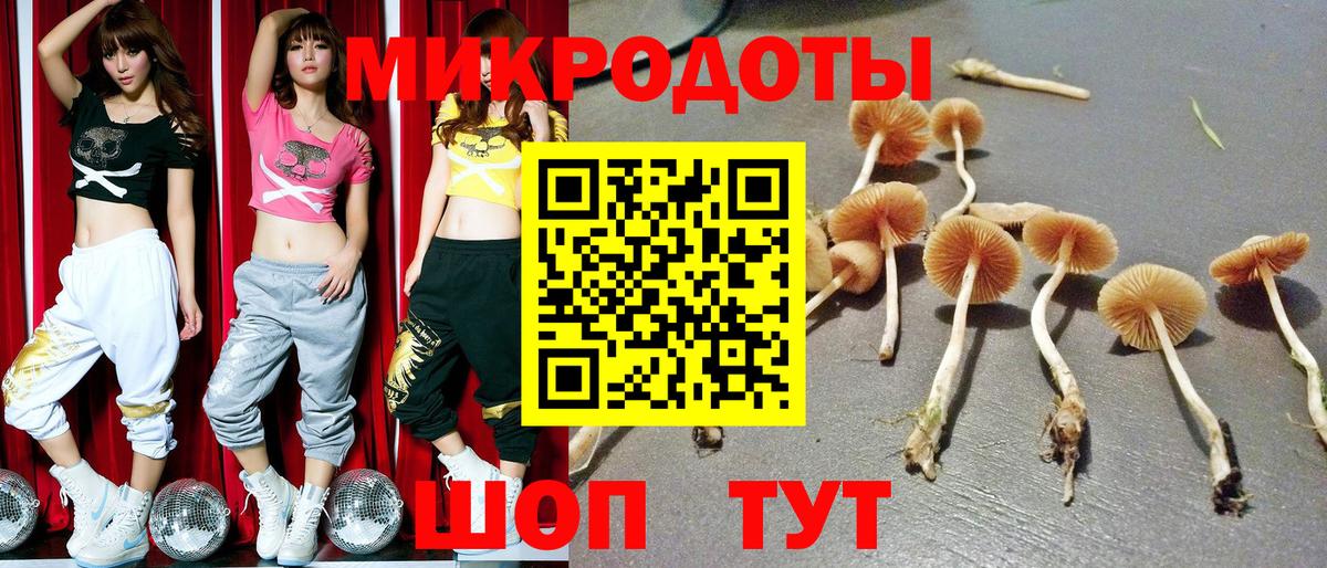 Псилоцибиновые грибы Psilocybe Железногорск